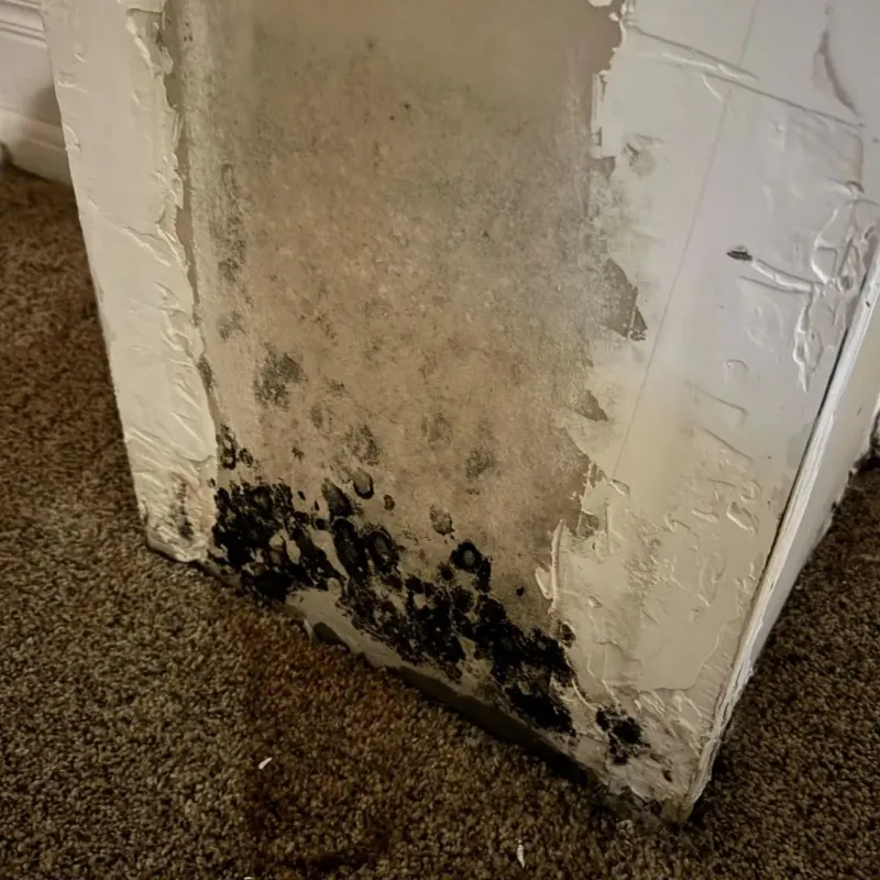 Professional Mold Removal in Dryden, NY